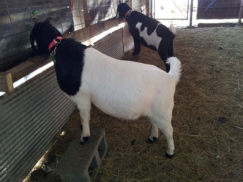 Prim Black Head Doe 100 Boer And Onyx Black With White Marking Doe