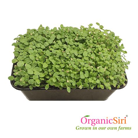 Organic Microgreens 50g Organicsiri Farms