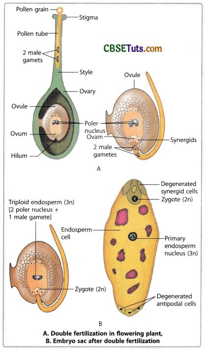 Fertilization of Plants - Process of Fertilization in Plants - CBSE Tuts