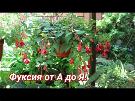 Фуксия: выращивание и уход в домашних условиях, размножение, сорта с фото