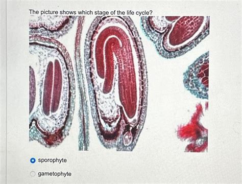 Solved gametophyte | Chegg.com