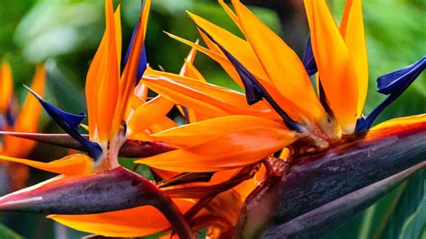 How To Plant Grow And Care For Bird Of Paradise Plants