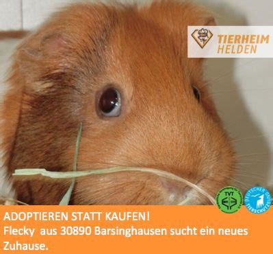 Bestechung Gegen Salatblatt Klappt Bei Flecky