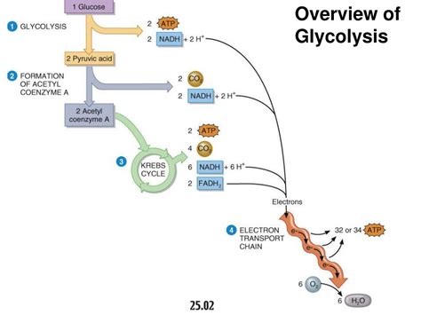 Ppt Metabolism Powerpoint Presentation Free Download Id409646