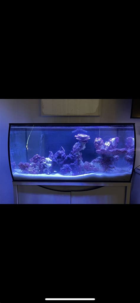 AIO 32 5 Fluval Flex Saltwater Aquarium Tank For Sale In Phoenix AZ