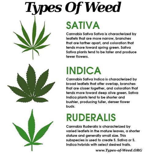 Types Of Weed