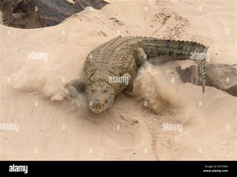 Nile Crocodile Crocodylus Niloticus Kicking Up Sand As It Returns To