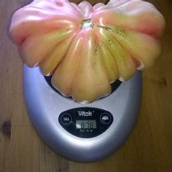Томат Инжир розовый: описание сорта, ОТЗЫВЫ (23), фото | tomatland.ru