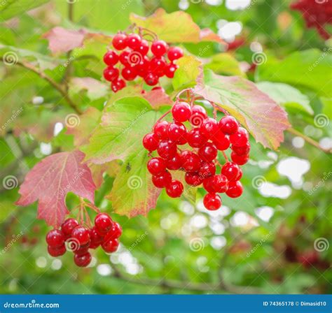 Manojos De Viburnum Rojo En El Arbusto Foto De Archivo Imagen De