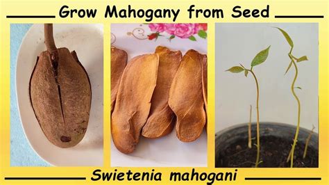 Grow Mahogany Tree From Seeds Swietenia Mahogani Youtube