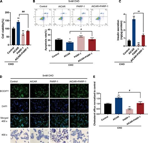 Frontiers GLP 1 Induced AMPK Activation Inhibits PARP 1 And Promotes