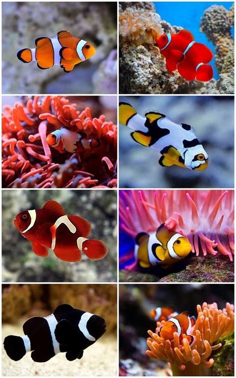 clownfish species chart - Keski