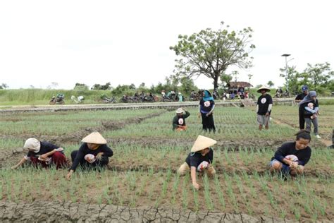 Gmc Jabar Dorong Peningkatan Kapasitas Petani Bawang Merah Di Kabupaten