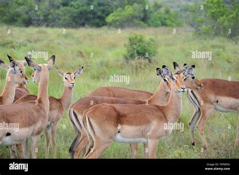 Amazing scenes of African wildlife, South Africa, Africa Stock Photo ...