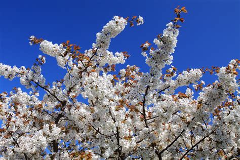 Free Images Tree Nature Branch Plant Sky White Flower Petal