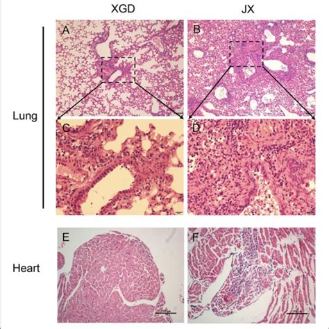 Histopathological Analysis Of The Lungs And Hearts Of Mice Infected