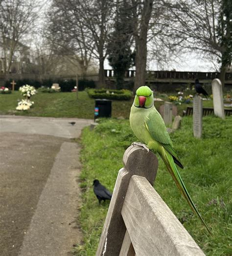 More Than 8000 Non Origined Parakeets Living In Brussels Publicist 24