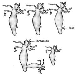 Kannada Solution Draw A Labelled Diagram To Illustrate Budding In Hy