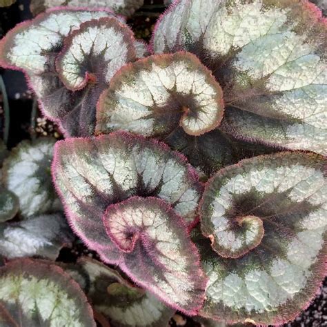 Escargot begonia Unraveling the beauty of its unique spiral