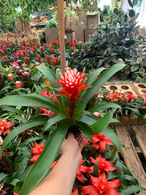 Bromeliads Red 4inch Plant - Etsy