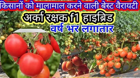 Tamatar Ki Kheti Tamatar Ki Kheti Kaise Kare Tomato Farming Arka