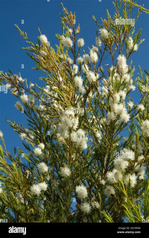 Tea tree. Melaleuca alternifolia Stock Photo - Alamy