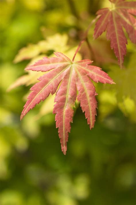 Acer Palmatum Orange Dream Calle Plant B2c