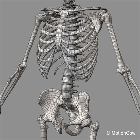 Human Skeletal Rigged Skeleton D C D