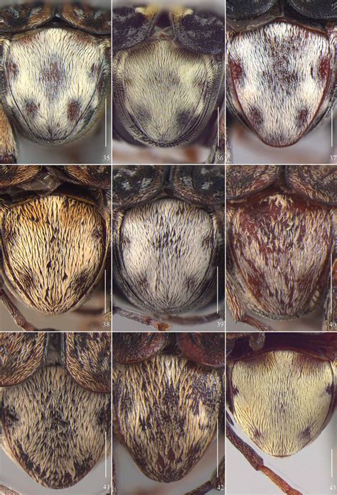 Pygidium of male: 35 Ctenocolum aquilus Albuquerque & Ribeiro-Costasp ...