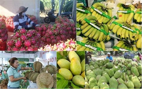 Exportación de productos agrícolas forestales y pesqueros superó los