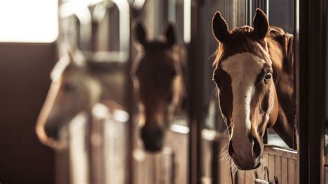 Revelaron cómo es la transmisión de la encefalitis equina en humanos