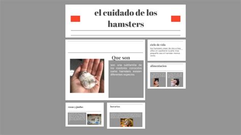 El Cuidado De Los Hamsters By Danna Remolina On Prezi