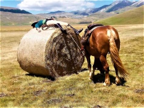 Stai Per Organizzare Un Trekking A Cavallo A Castelluccio Di Norcia E