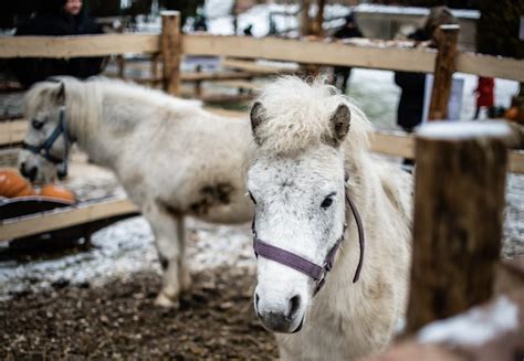 Szopka Starczów jest już prawie gotowa na Boże Narodzenie FOTO RELACJA