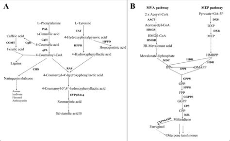 The Metabolic Pathways Of Phenolic Acids A And Tanshinones B In S