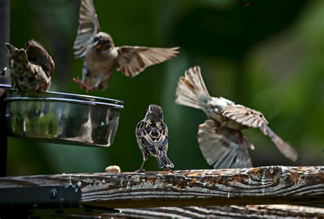 Feeding Sparrows Free Stock Photo - Public Domain Pictures