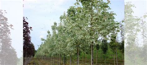 Саженцы Клена канадского купить в Златоусте | Товары для дома и дачи ...