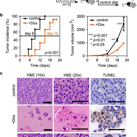 Depletion Of Yy1ap1 Suppresses Tumor Formation In Vivo A Download Scientific Diagram