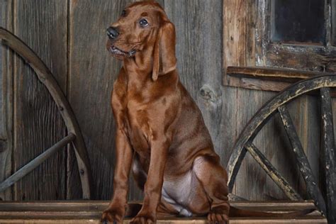 5 Best Redbone Coonhound Breeders In The US