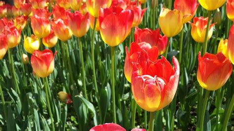 Premium Photo Tulips Blooming At Park