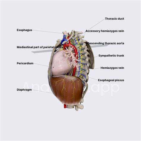 Posterior mediastinum | Inferior mediastinum | Thorax | Anatomy.app ...