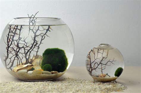 Marimo Terrarium Japanese Moss Ball Aquarium By Pinkserissa