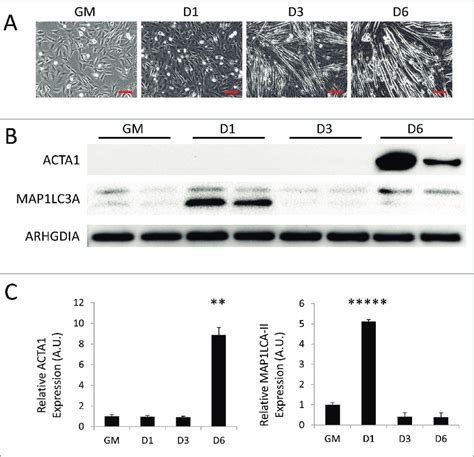 Autophagy Is Upregulated During Myogenic Differentiation Of C C