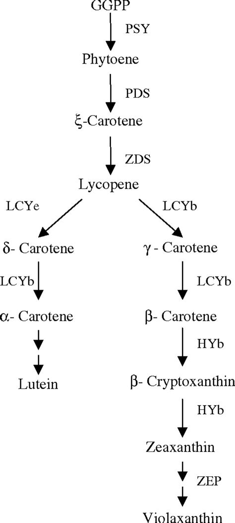 Schematic Diagram Of The Biosynthetic Pathway Of Carotenoids In Plants Download Scientific