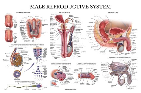 Male Reproductive System Anatomy Posters