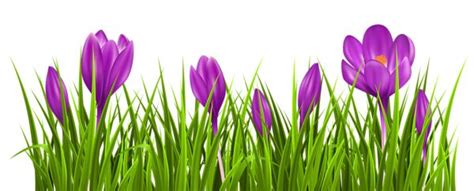 Premium Vector Spring Flower Purple Crocus Clipart Watercolor Clip