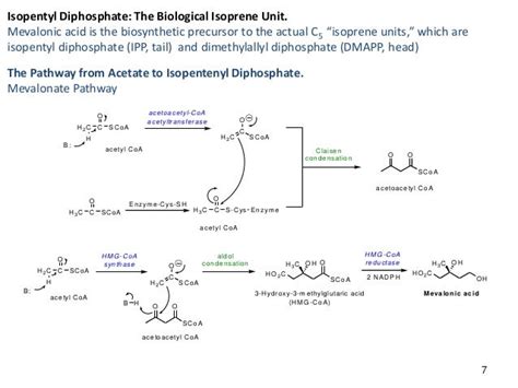 Mevalonate pathway