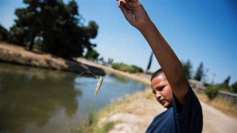 Amid San Joaquin Valley Heat Fishing Looks Good But Air Quality Looks