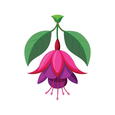 Stylish Fuchsia Plant Design 57391640 Vector Art at Vecteezy
