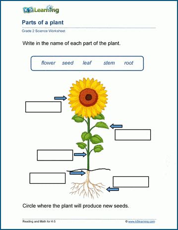 Plant Anatomy Worksheets For Grade Students Label A Plant A Tree